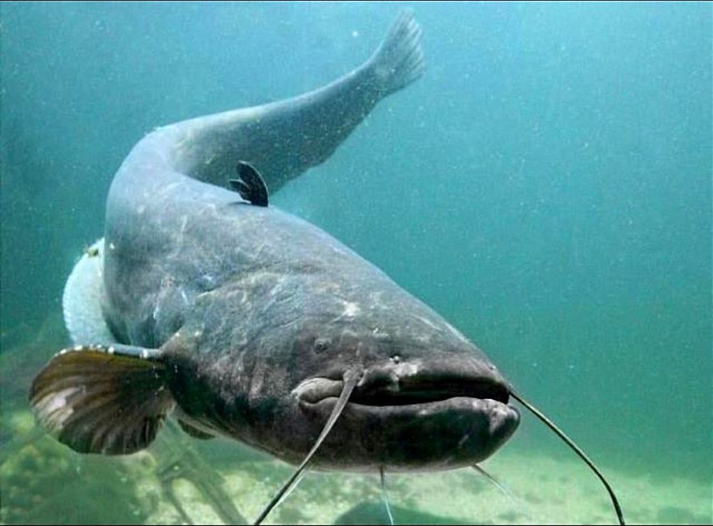 Pesce siluro