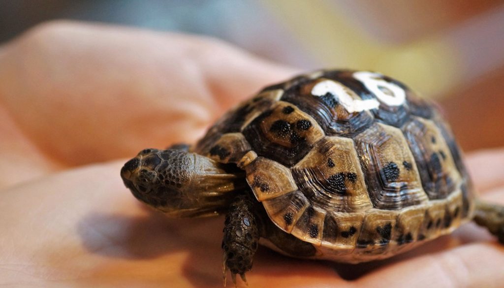 tartaruga