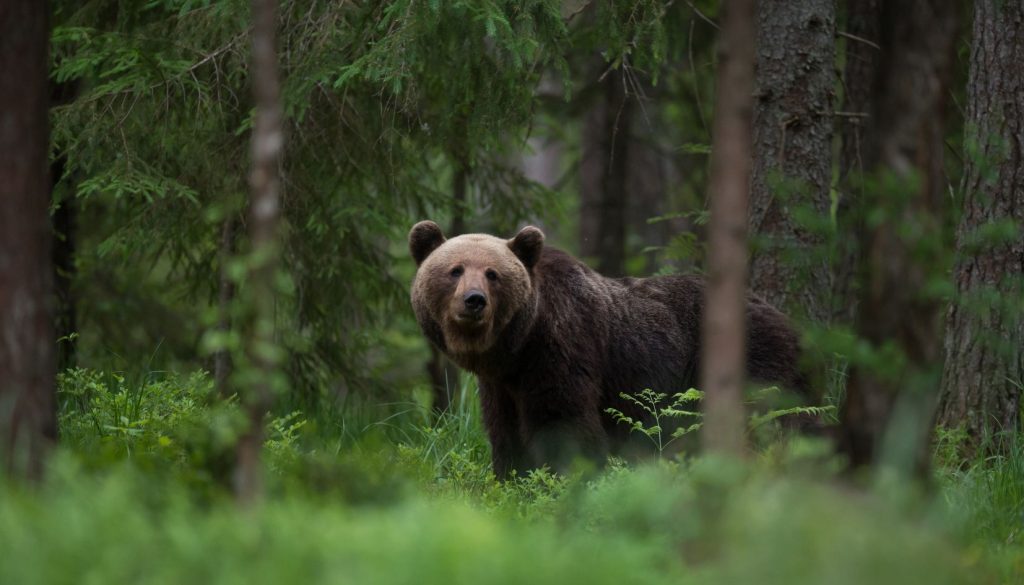 Orso