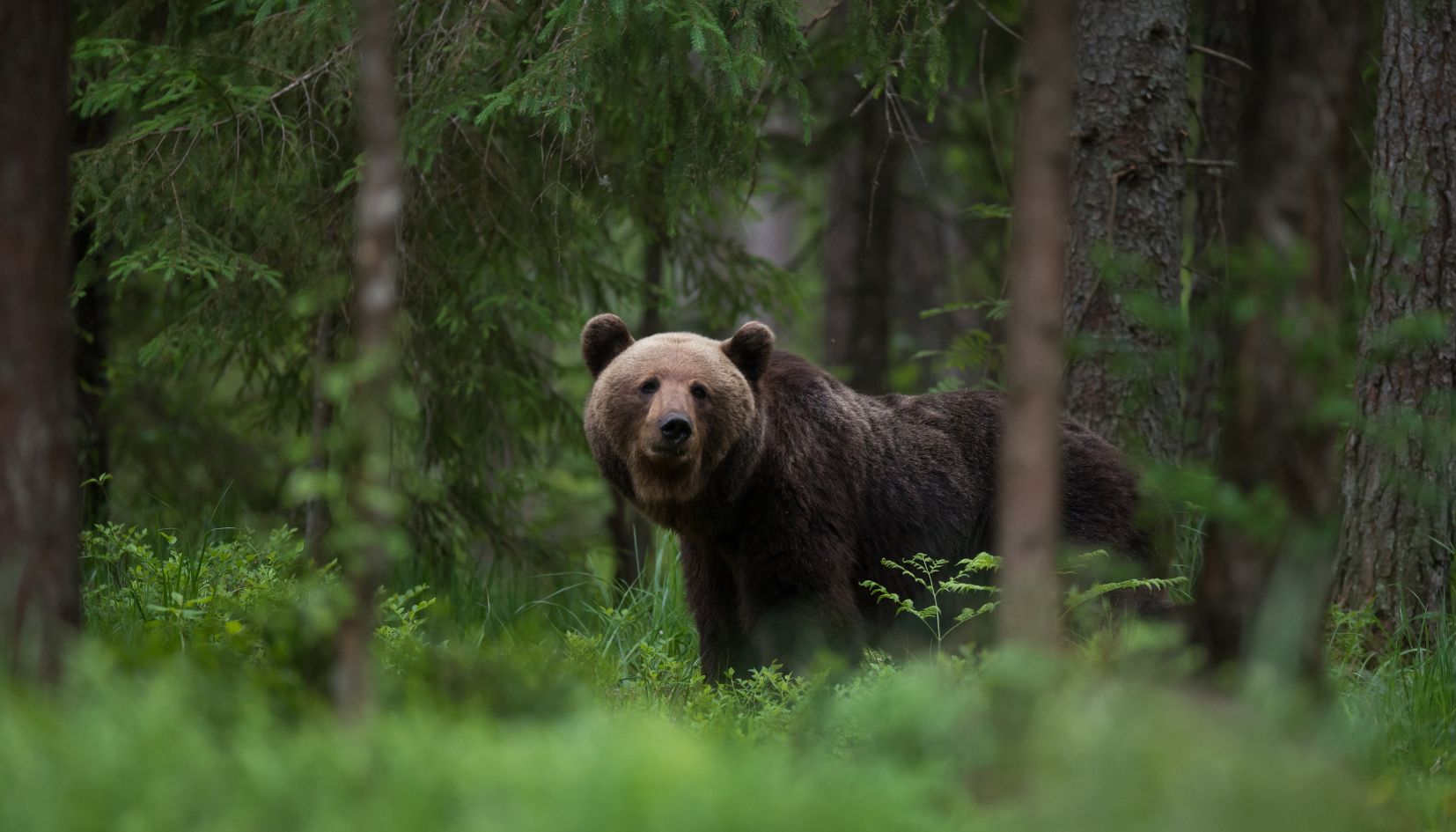 Orso