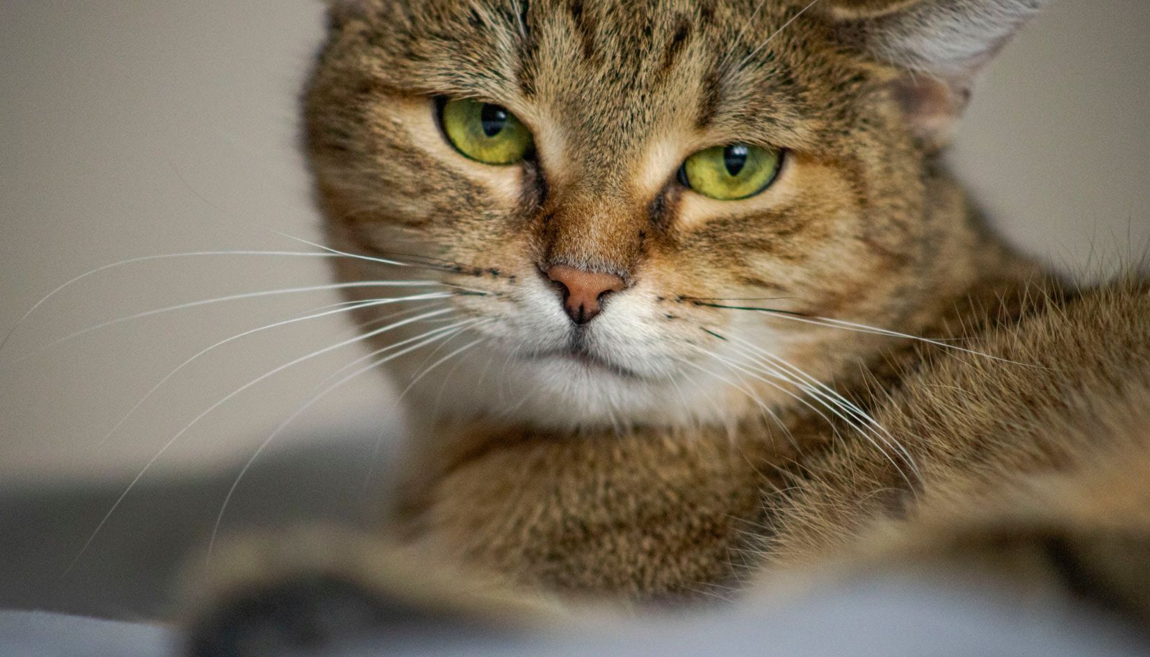 gatto