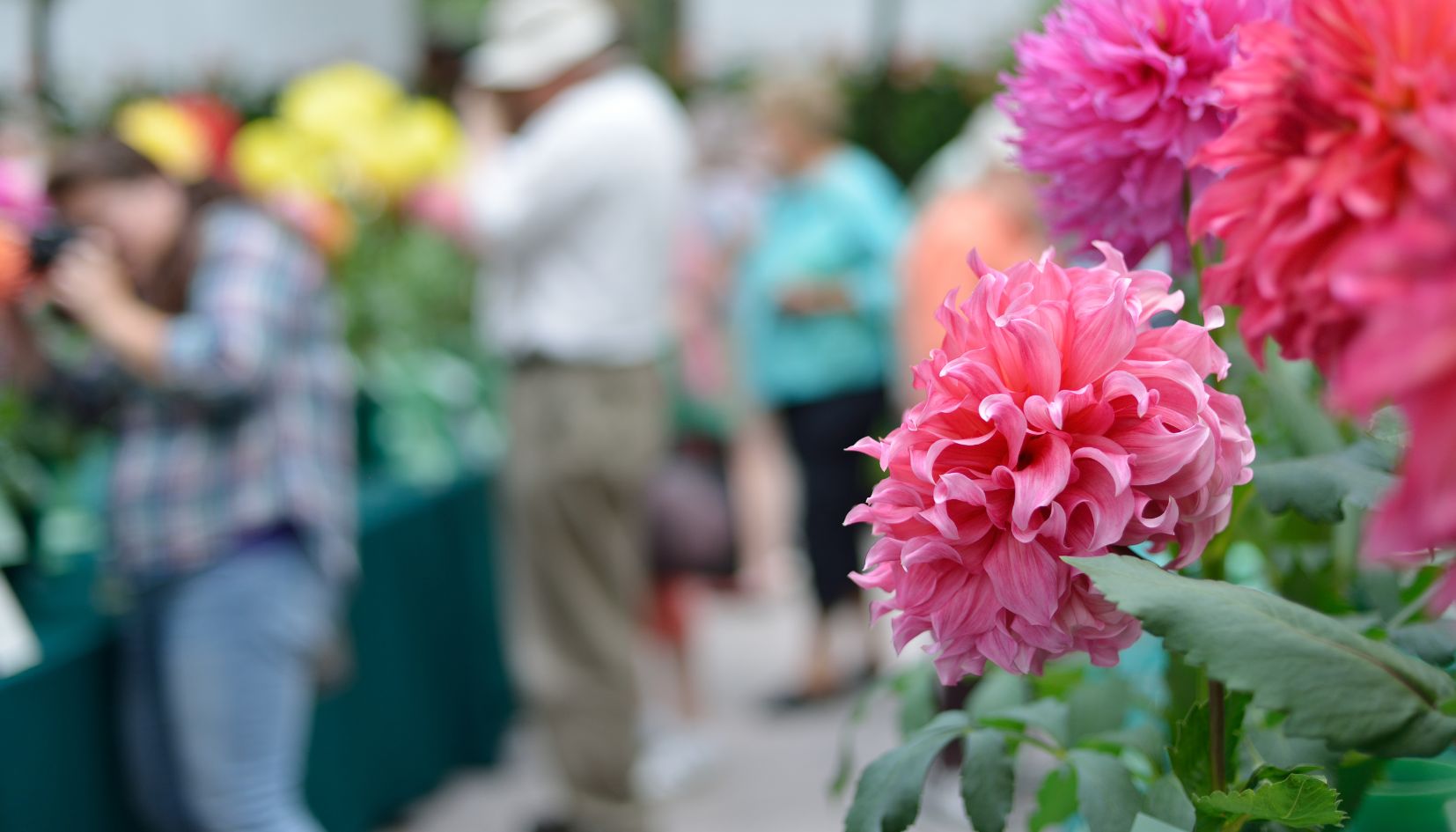 mostra di fiori