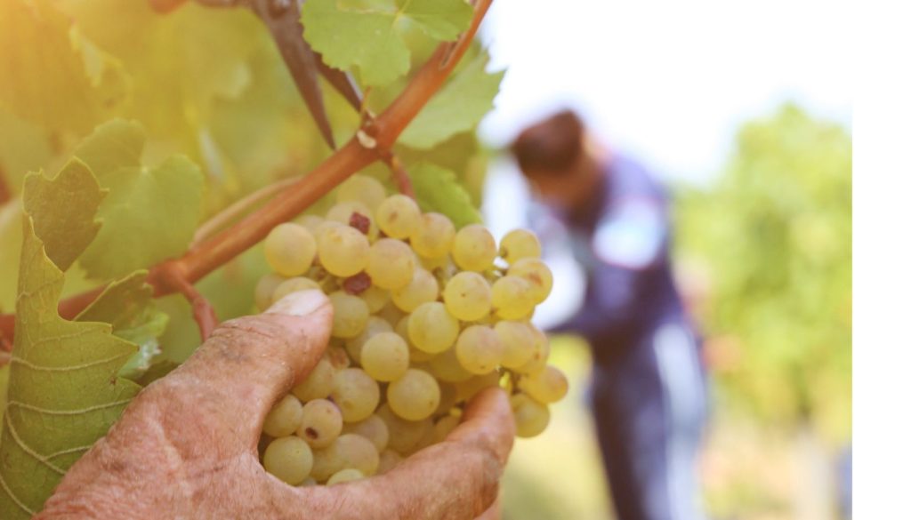 VENDEMMIA uva bianca