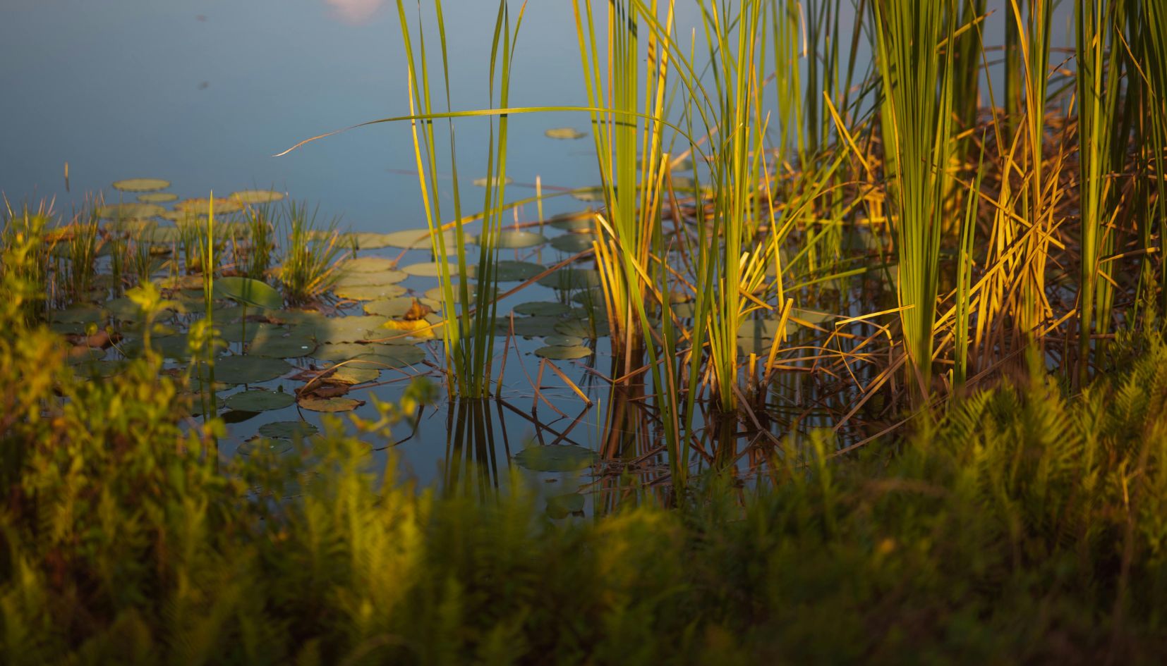 canneti lago di garda