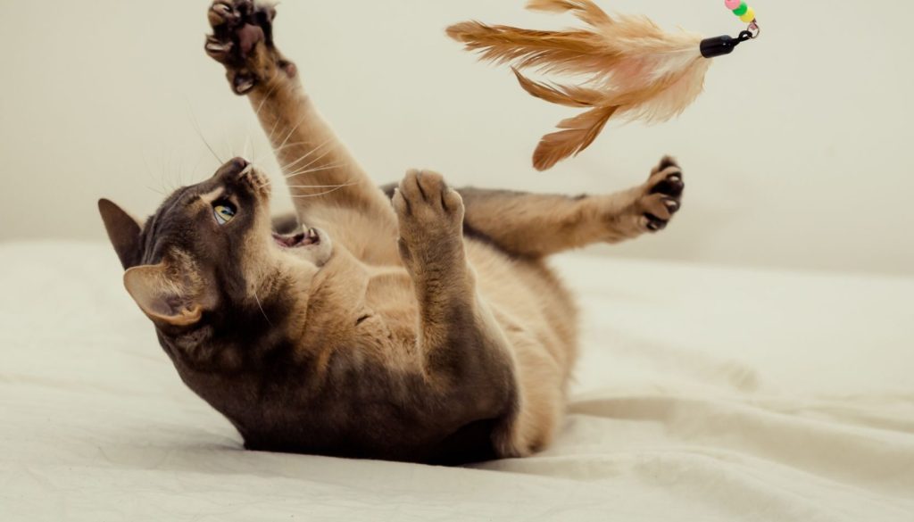 gatto che gioca