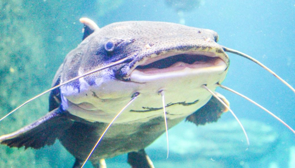pesce siluro
