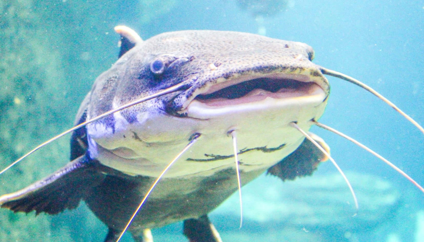 pesce siluro
