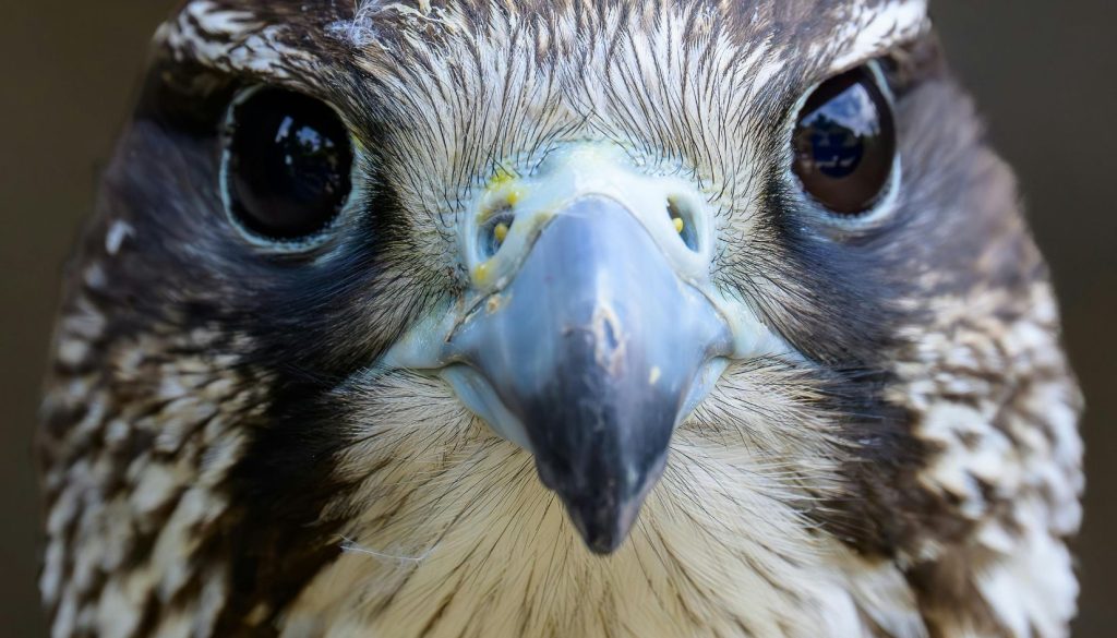 falco pellegrino