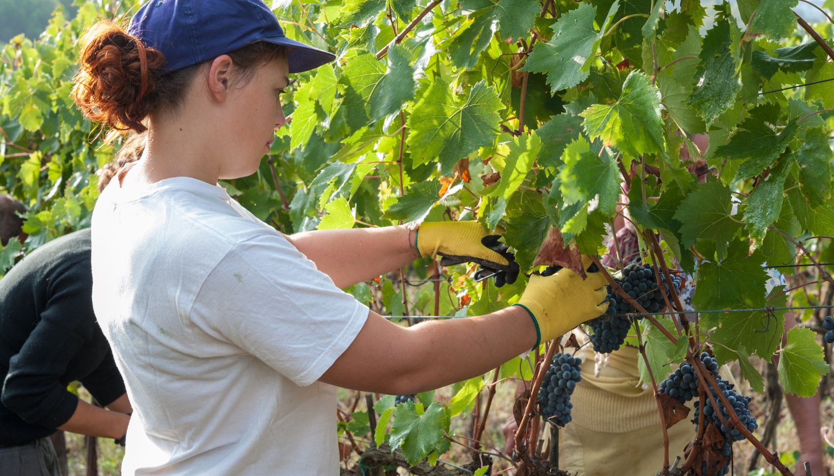 raccolta uva vendemmia