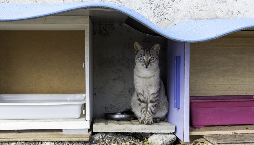 colonia felina