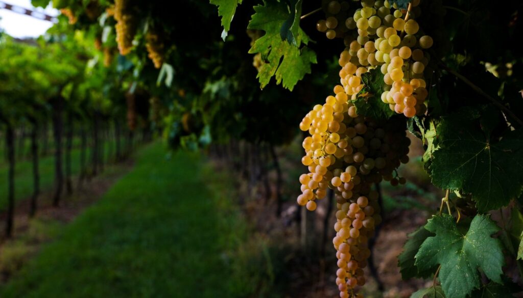 vendemmia lugana