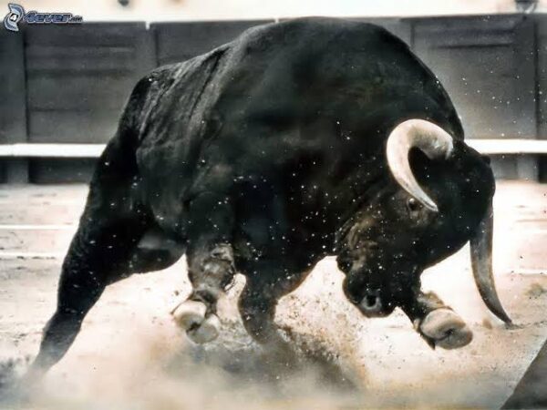 Toro